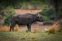 010 Botswana, Chobe NP, buffel